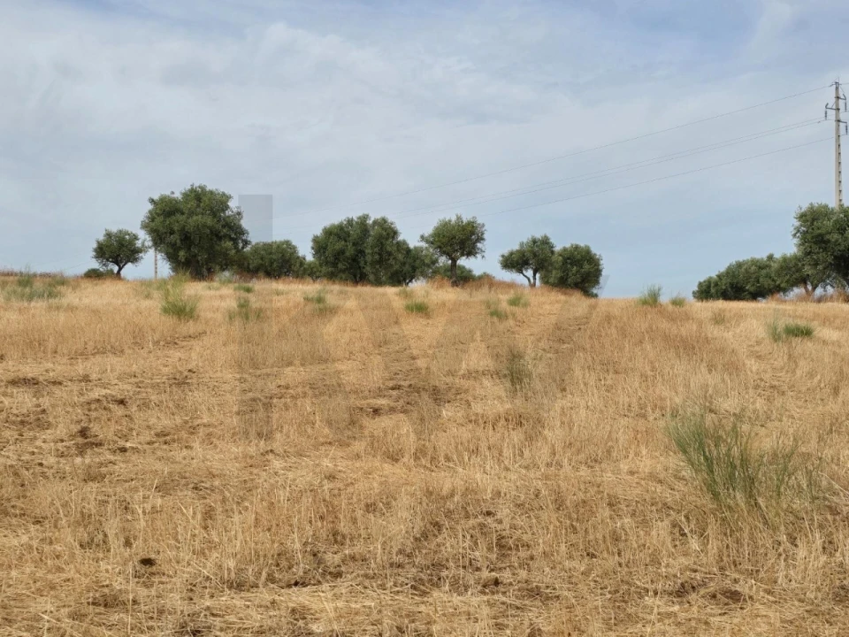 Terreno para Venda em Pedrogão Foto 2