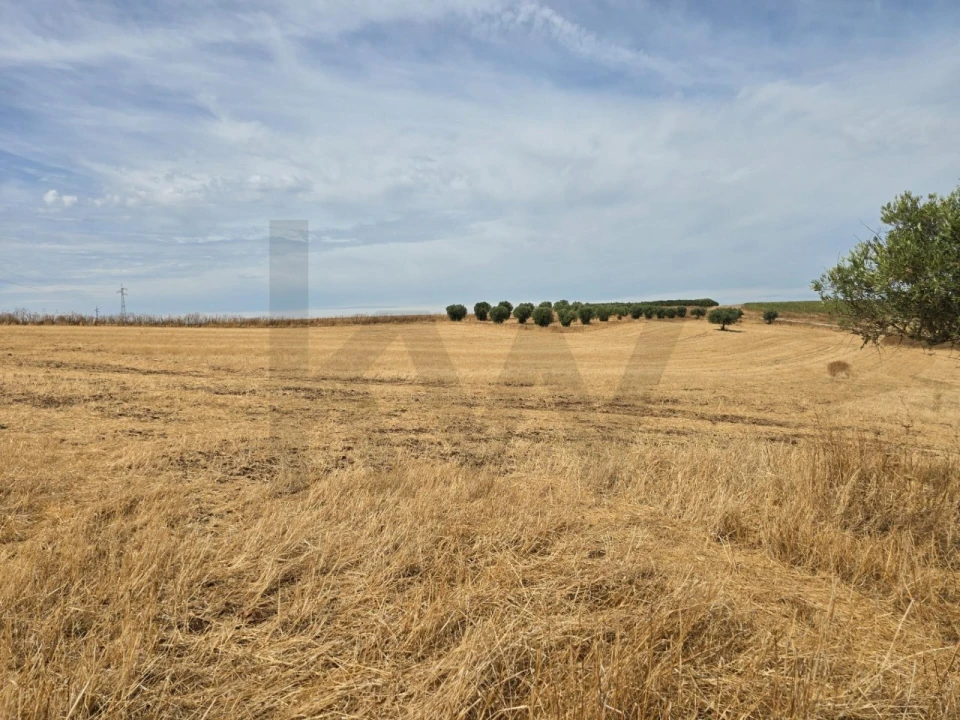 Terreno para Venda em Pedrogão Foto 8