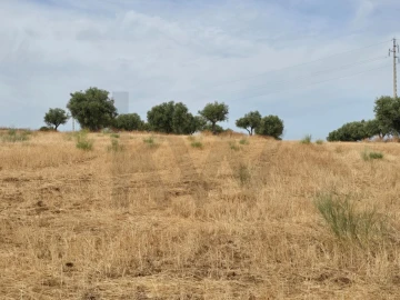 Terreno para Venda em Pedrogão