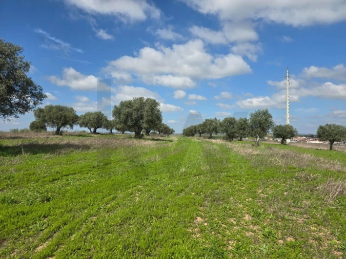 Terreno para Venda em Pedrogão Foto 8