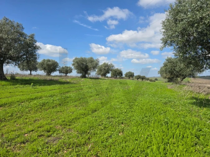 Terreno para Venda em Pedrogão Foto 9