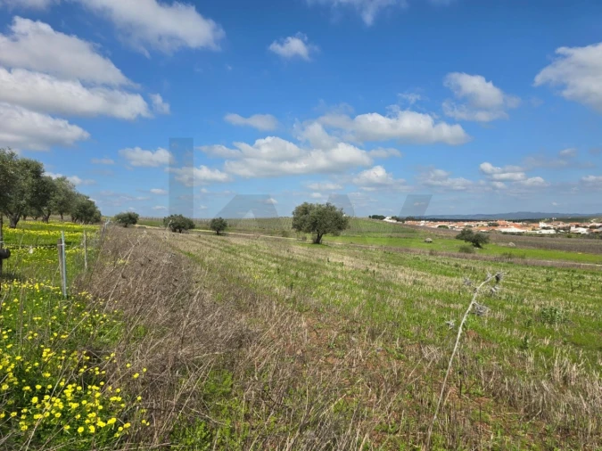 Terreno para Venda em Pedrogão Foto 17