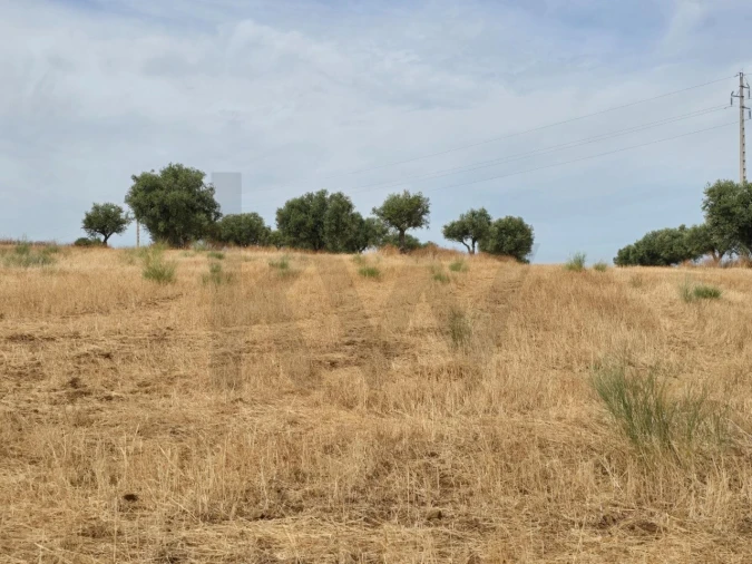 Terreno para Venda em Pedrogão Foto 2