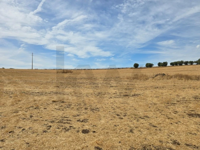 Terreno para Venda em Pedrogão Foto 10