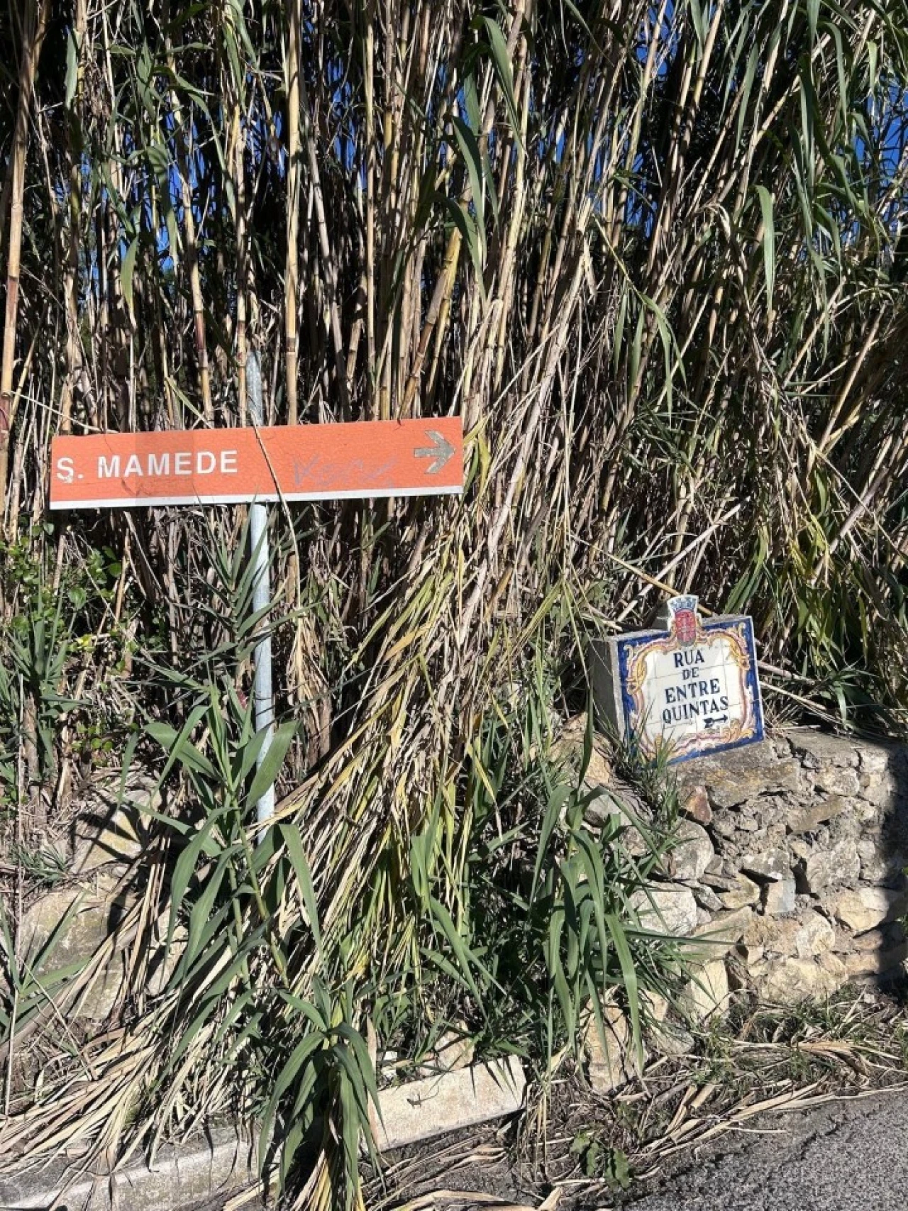 Terreno para Venda em Santa Maria e São Miguel, São Martinho, São Pedro Penaferrim Foto 2