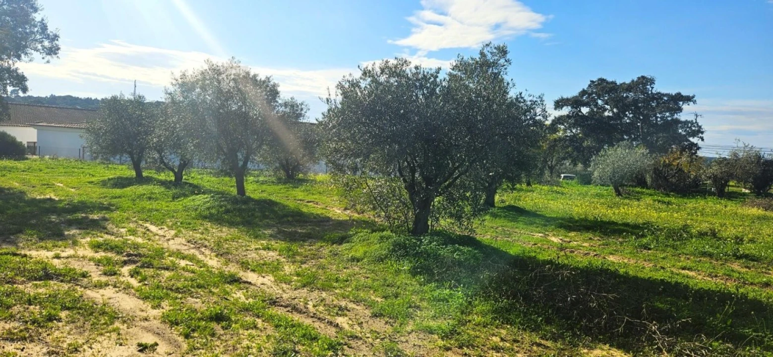 Terreno para Venda em Melides Foto 8