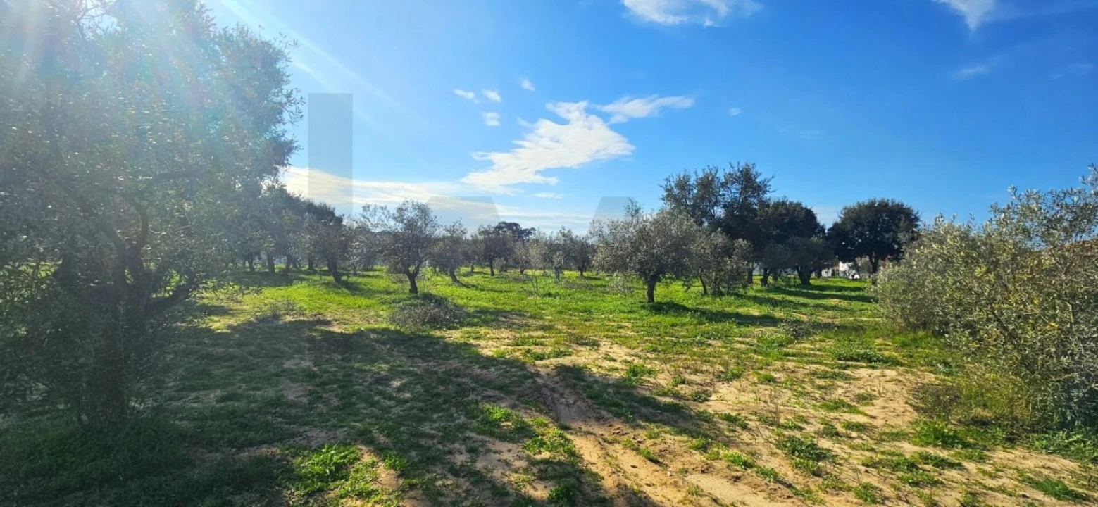 Terreno para Venda em Melides Foto 13
