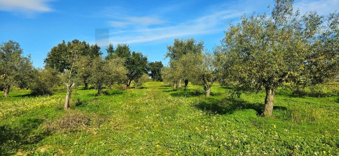 Terreno para Venda em Melides Foto 6