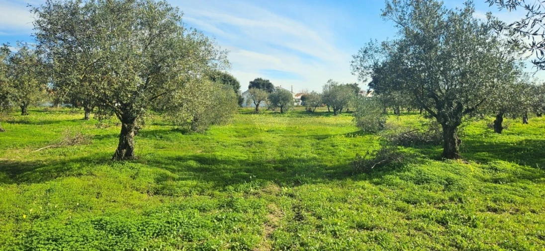 Terreno para Venda em Melides Foto 2