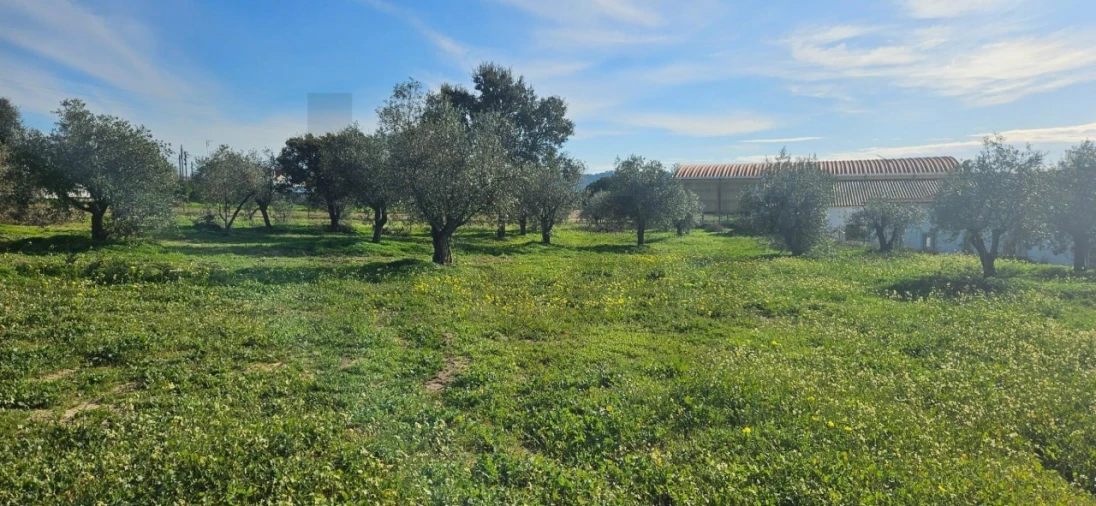 Terreno para Venda em Melides Foto 4