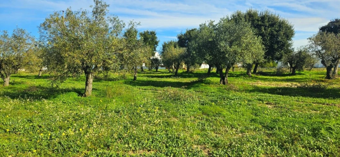 Terreno para Venda em Melides Foto 5