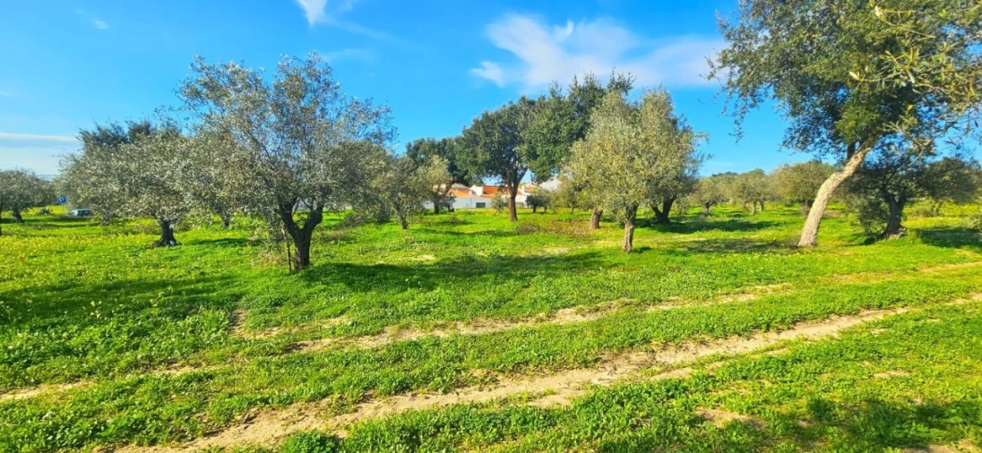 Terreno para Venda em Melides Foto 15