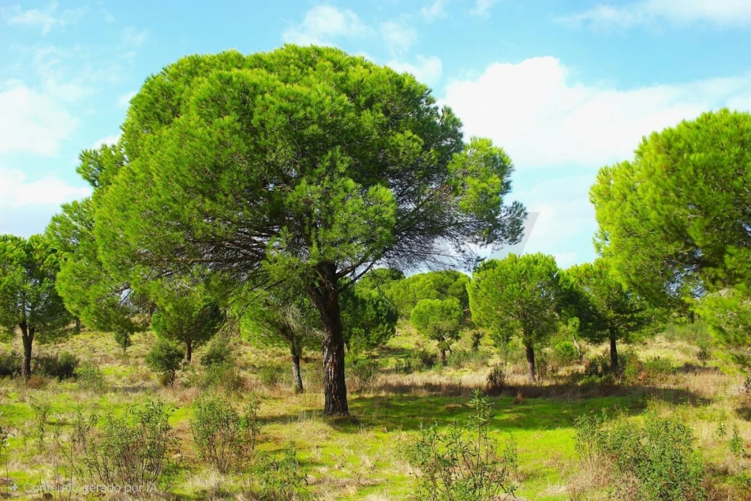 Terreno para Venda em Grândola e Santa Margarida da Serra Foto 4