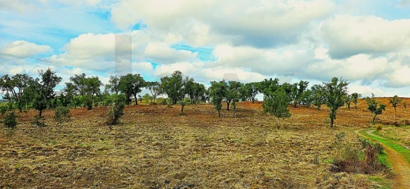 Terreno para Venda em Grândola e Santa Margarida da Serra