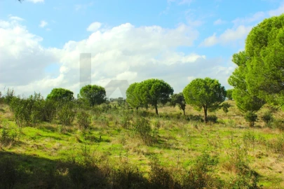 Terreno para Venda em Grândola e Santa Margarida da Serra