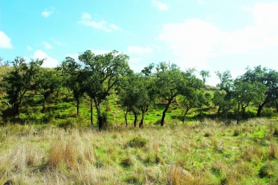 Terreno para Venda em Grândola e Santa Margarida da Serra