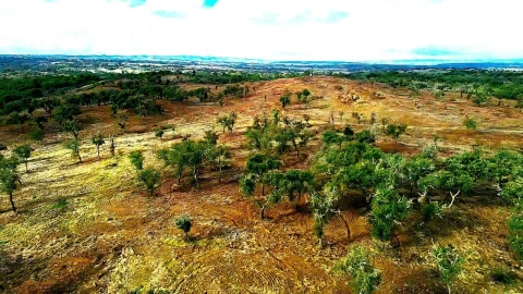 Terreno para Venda em Grândola e Santa Margarida da Serra