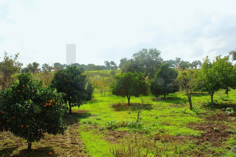Terreno para Venda em Grândola e Santa Margarida da Serra Foto 11