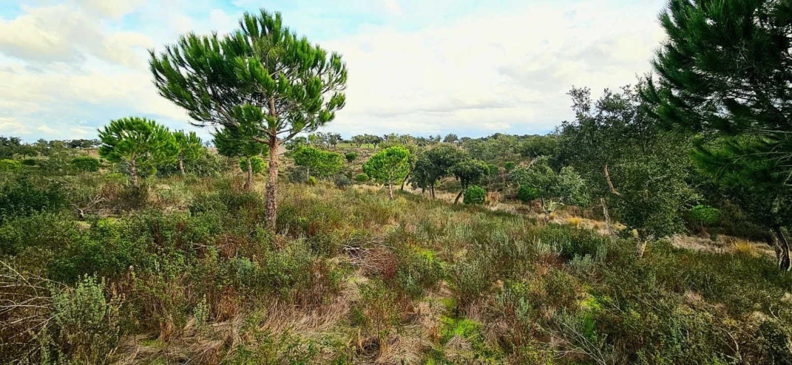 Terreno para Venda em Grândola e Santa Margarida da Serra Foto 9