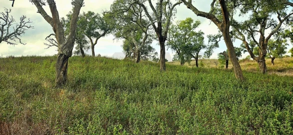 Terreno para Venda em Grândola e Santa Margarida da Serra