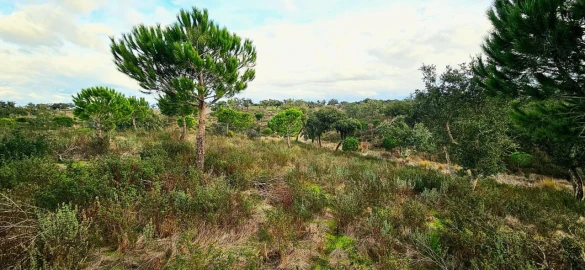 Terreno para Venda em Grândola e Santa Margarida da Serra