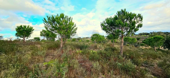 Terreno para Venda em Grândola e Santa Margarida da Serra