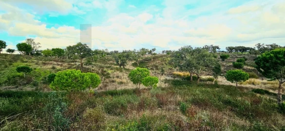 Terreno para Venda em Grândola e Santa Margarida da Serra