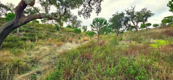 Terreno para Venda em Grândola e Santa Margarida da Serra