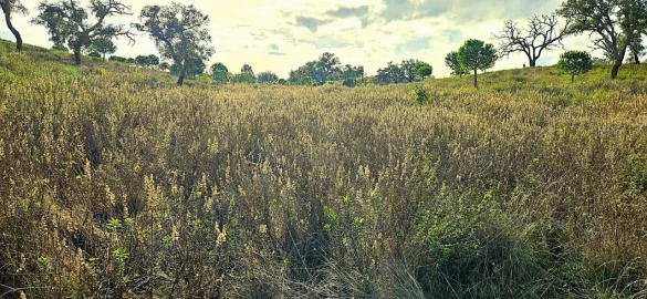 Terreno para Venda em Grândola e Santa Margarida da Serra