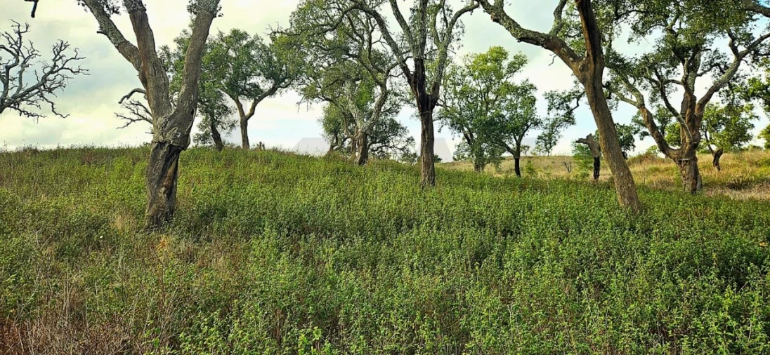 Terreno para Venda em Grândola e Santa Margarida da Serra Foto 4