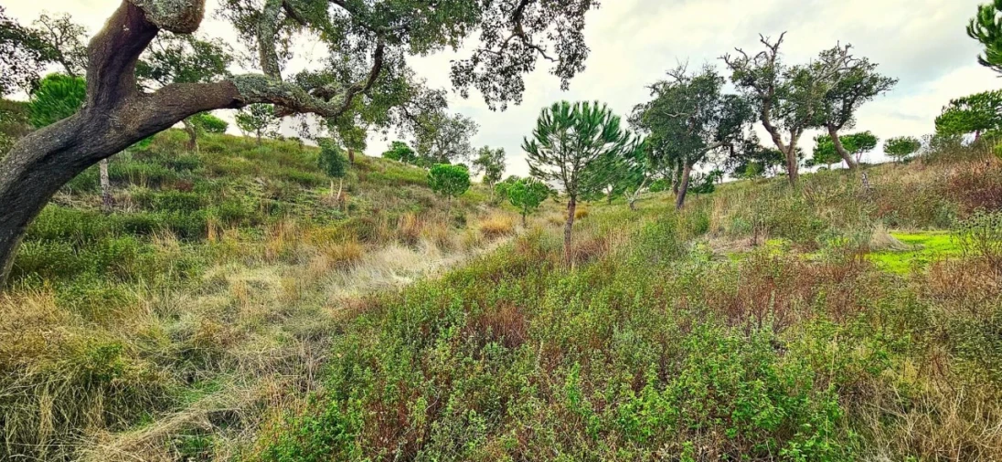 Terreno para Venda em Grândola e Santa Margarida da Serra Foto 12