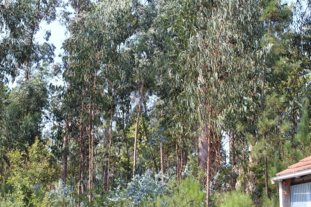 Terreno para Venda em Carvalhais e Candal Foto 11