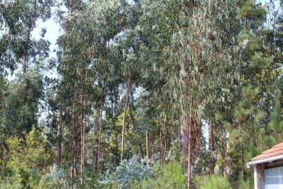 Terreno para Venda em Carvalhais e Candal