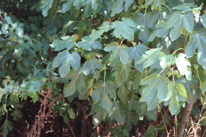 Terreno para Venda em Carvalhais e Candal