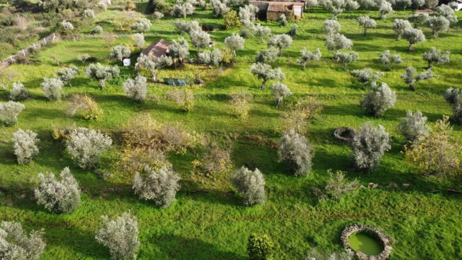 Terreno para Venda em Montalvão Foto 32