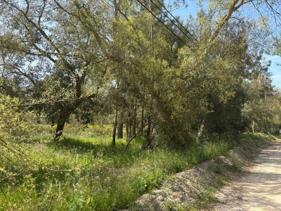 Terreno para Venda em Salvaterra de Magos e Foros de Salvaterra Foto 14