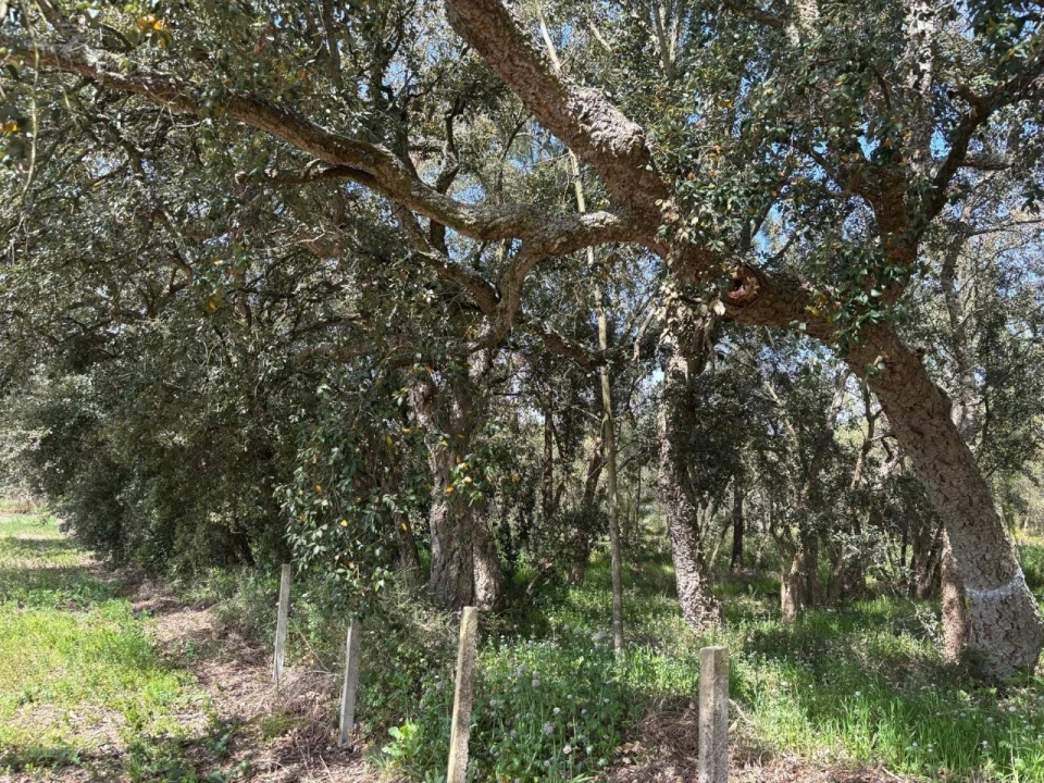 Terreno para Venda em Salvaterra de Magos e Foros de Salvaterra Foto 8