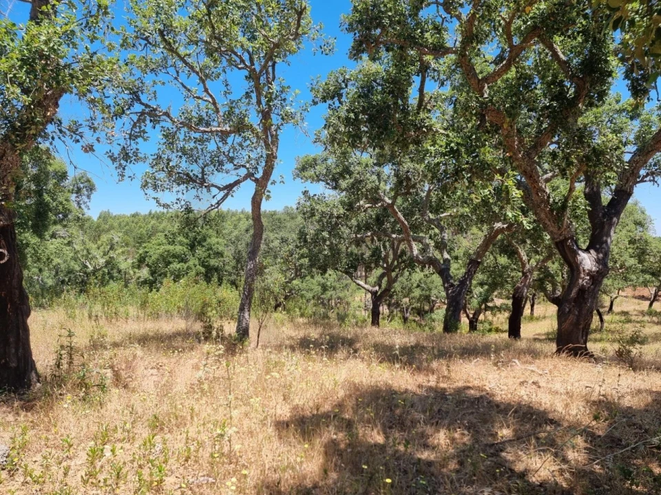 Terreno para Venda em Santiago do Cacém, Santa Cruz e São Bartolomeu da Serra Foto 18