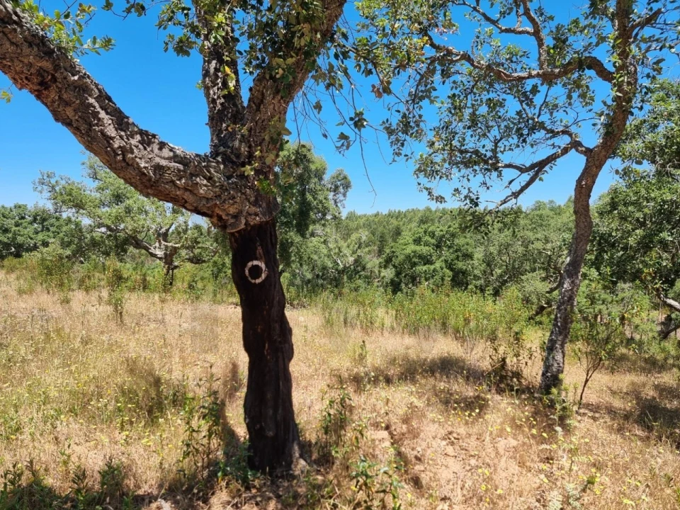 Terreno para Venda em Santiago do Cacém, Santa Cruz e São Bartolomeu da Serra Foto 34