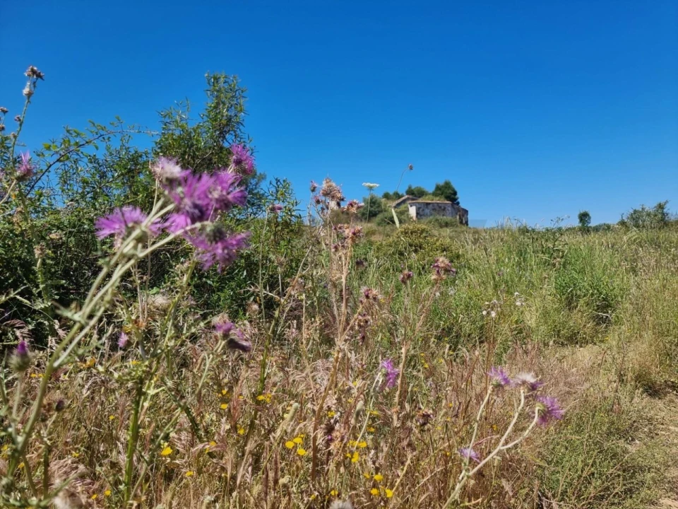 Terreno para Venda em Santiago do Cacém, Santa Cruz e São Bartolomeu da Serra Foto 12