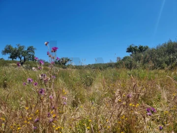 Terreno para Venda em Santiago do Cacém, Santa Cruz e São Bartolomeu da Serra