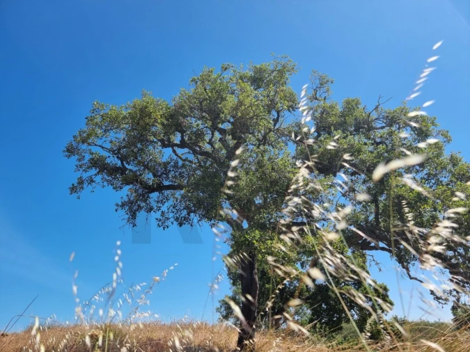 Terreno para Venda em Santiago do Cacém, Santa Cruz e São Bartolomeu da Serra Foto 6