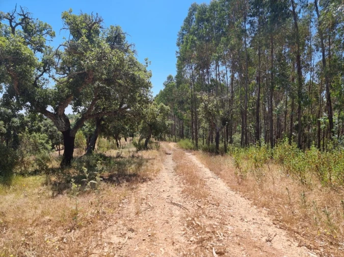 Terreno para Venda em Santiago do Cacém, Santa Cruz e São Bartolomeu da Serra Foto 14