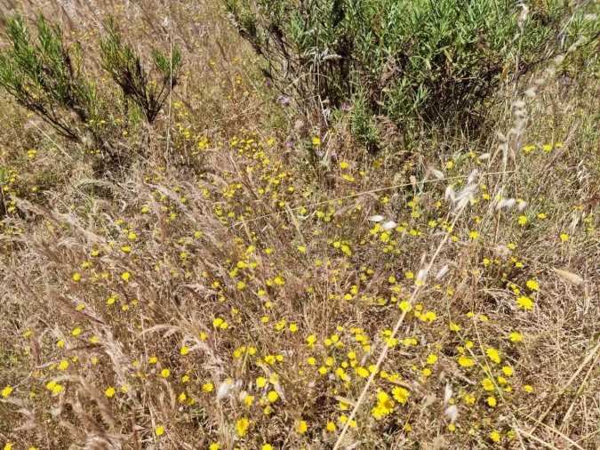 Terreno para Venda em Santiago do Cacém, Santa Cruz e São Bartolomeu da Serra Foto 30