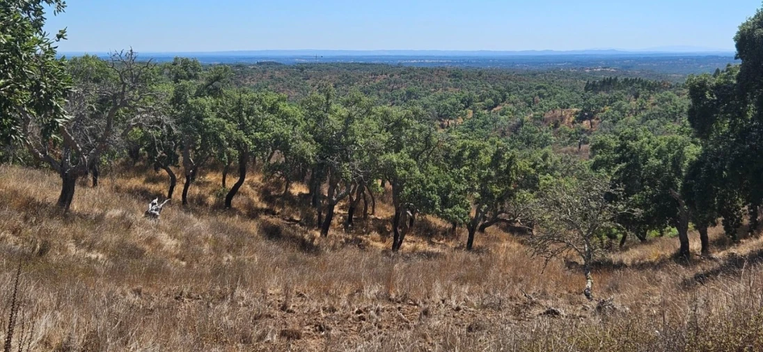 Terreno para Venda em São Francisco da Serra Foto 4