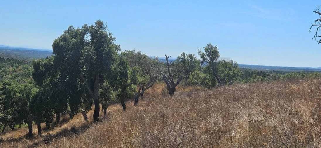 Terreno para Venda em São Francisco da Serra Foto 5