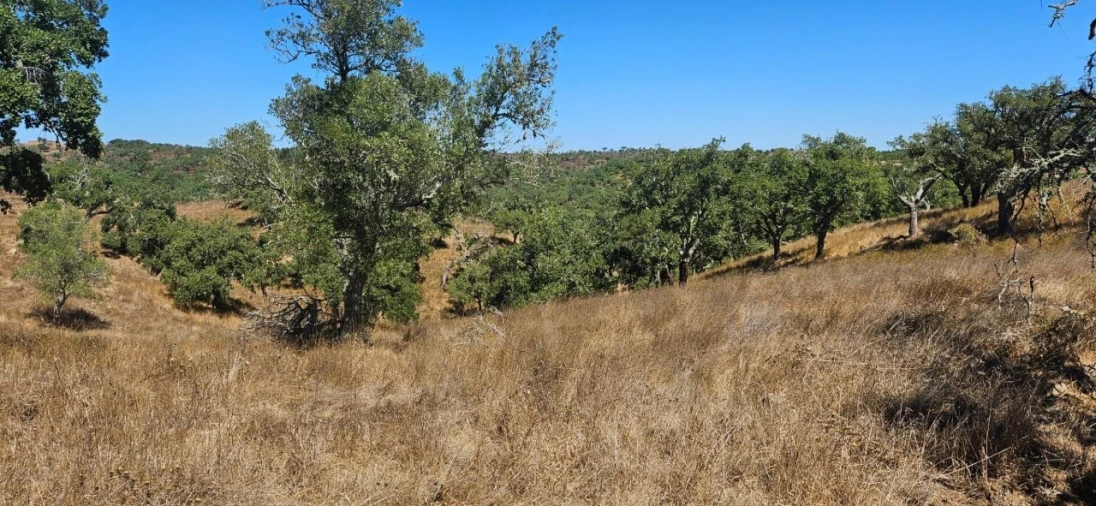 Terreno para Venda em São Francisco da Serra Foto 6
