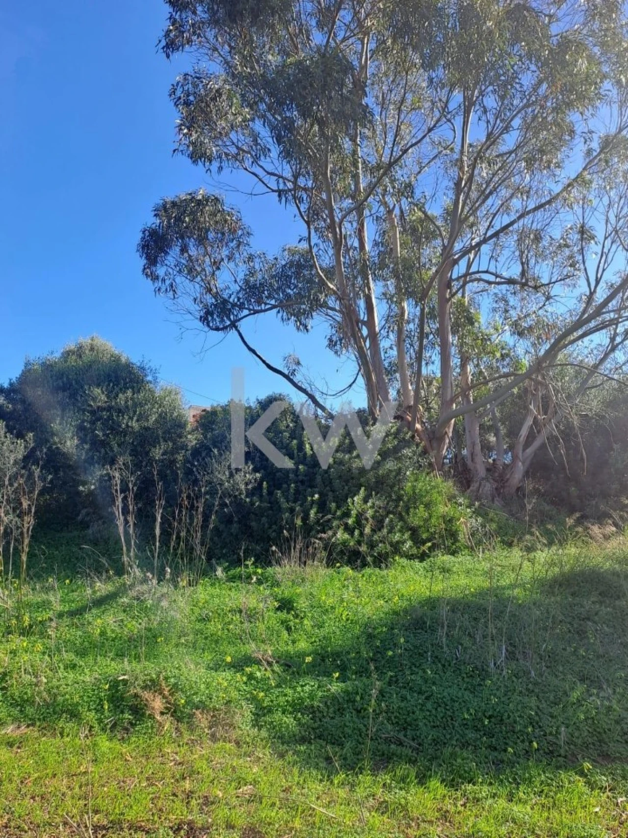 Terreno para Venda em Santiago do Cacém, Santa Cruz e São Bartolomeu da Serra Foto 3
