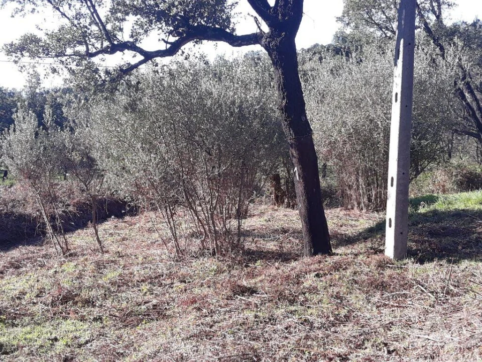 Terreno para Venda em Monchique Foto 1