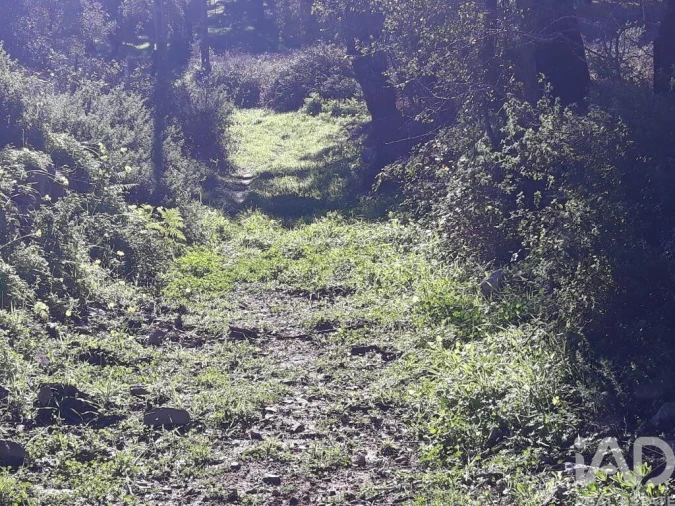 Terreno para Venda em Monchique Foto 2